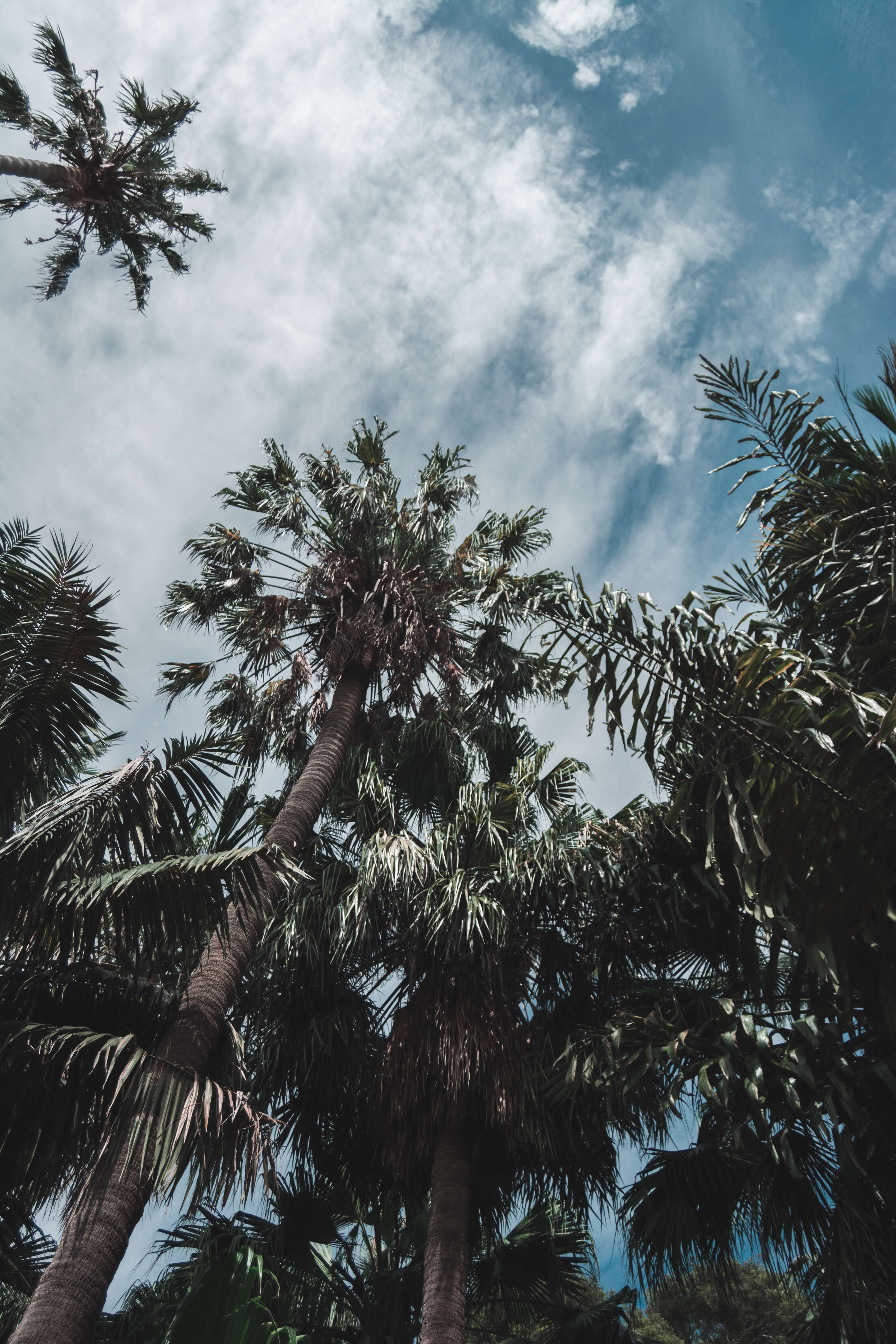 low angle photography of palm trees